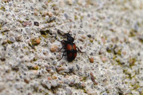 Réf. 257 604 : Panagaeus bipustulatus